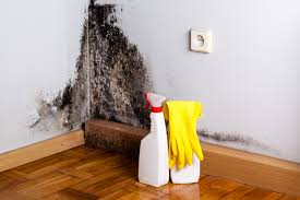 Best Water Damage & Mold Remediation  in Park Forest, IL